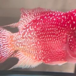 9” Flowerhorn For Sale