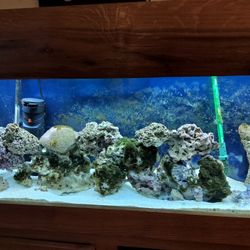 55 Gallon Saltwater Aquarium Fish tank 