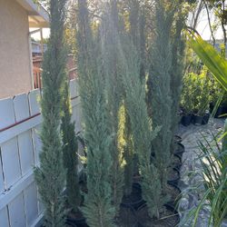 Italian Cypress 15 Gallons