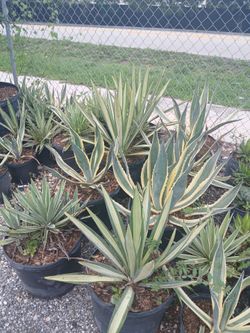 Agave Sale! 7gl $35
