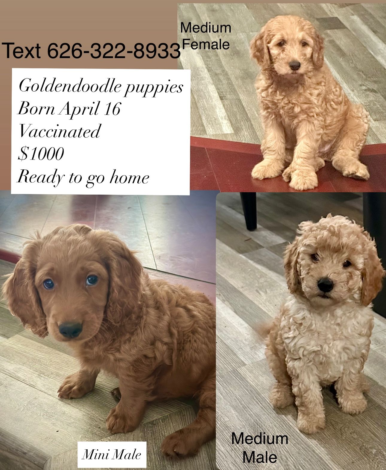 Goldendoodle Pink And Blue Collar