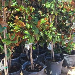 Special Magnolia Trees 15gallon 7 Pies De Alto 