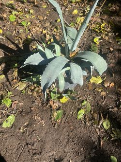 Agaves for Sale