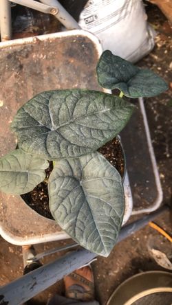 Alocasia melo
