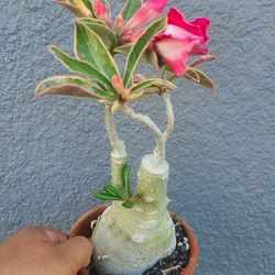 Varigated Desert Roses 
