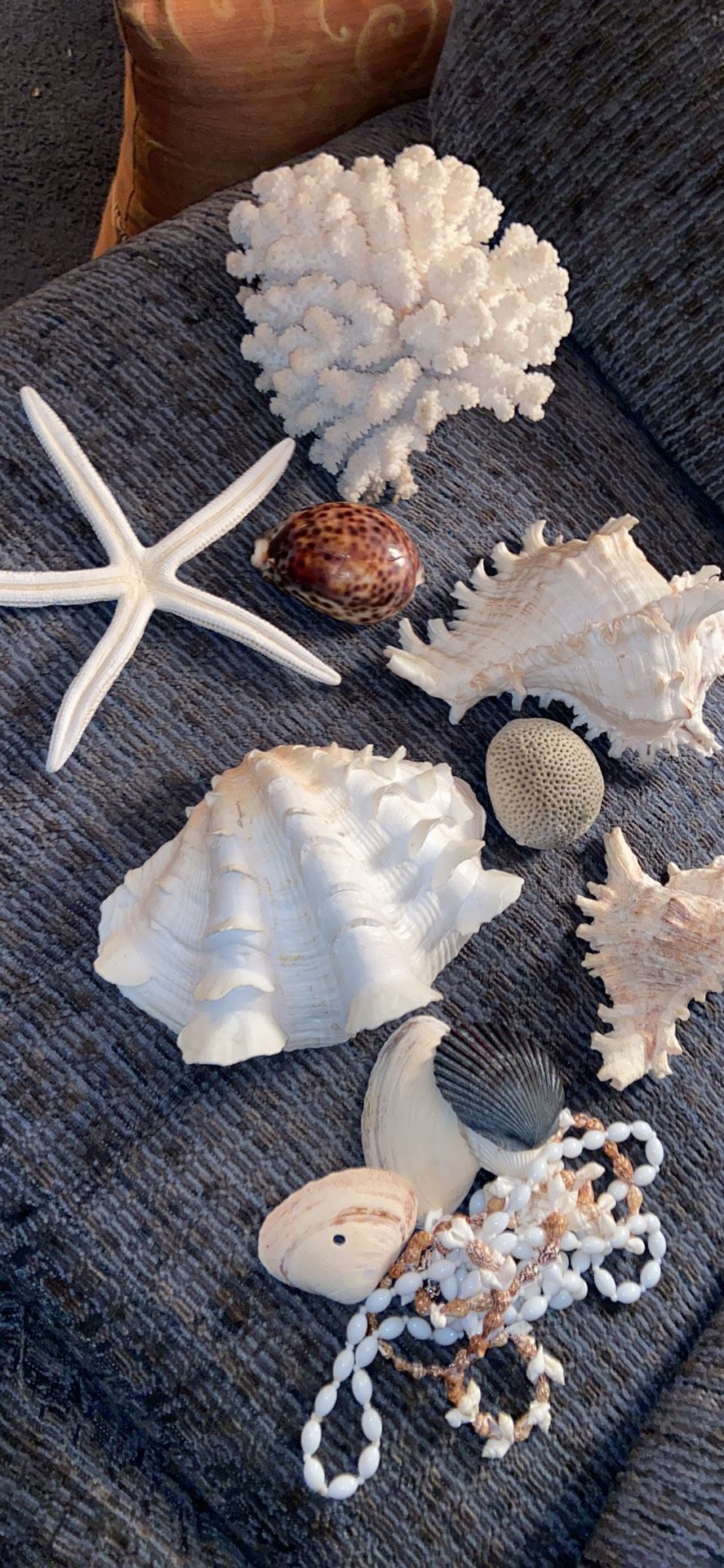 Shells 