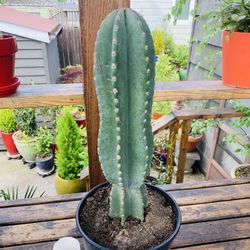 Live indoor Peruvian Apple cactus plant in a plastic nursery planter pot—firm price