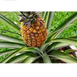 Organics Mini Pineapple Seedling Plant 5in Tall Qty 4