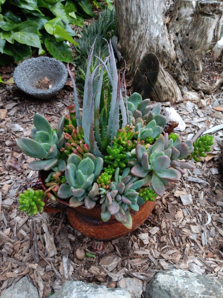 Multi-Succulent Arrangement In Metal Container