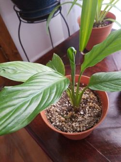 White Premium Sympathy Peace Lily - Indoor Plants House