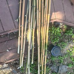 Bamboo 
