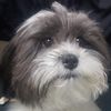 Cooper The Coop