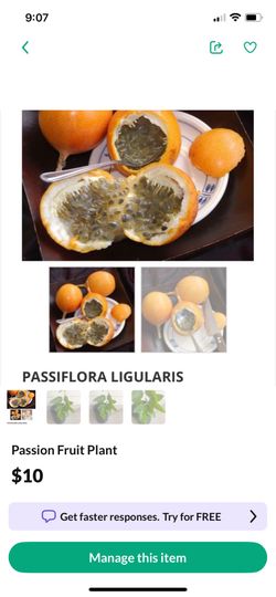 Yellow Passion Fruit Plant