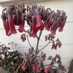 Bigger Than 4 Feet Tall Plant