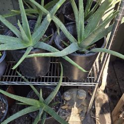 One Aloe Vera Plant