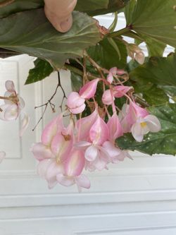 Angel Wing Cane Tall Plant, With Large Pink Flowers Is Outdoor Shade Plant In 5 Gallóns Pot Pick Up Only