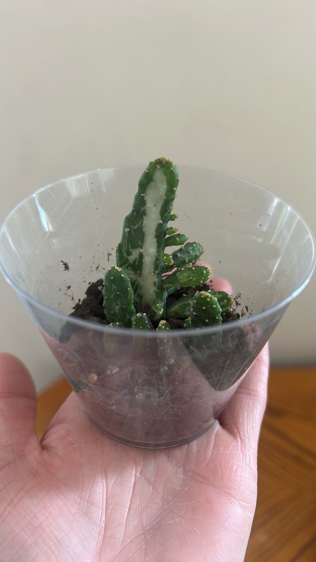 Variegated Joseph’s Coat