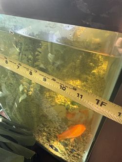 45 Gallon Aquarium – Fish Included – Filter & Heater – Full Setup