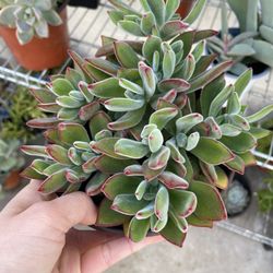 6in Pot Echeveria Chenille Succulent Plant 