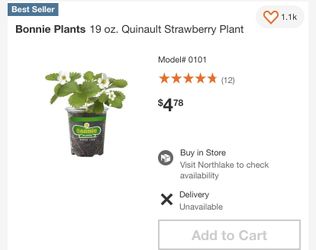 Organic strawberry plants