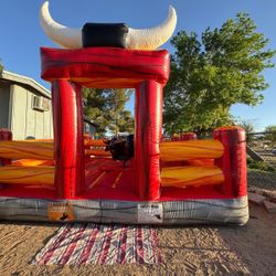 Bull For Sale 