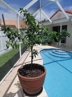 Healthy Lime Tree Giving Many Fruits