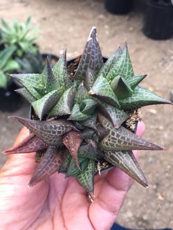 Succulents 2.5”