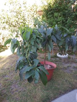Árbol de aguacate