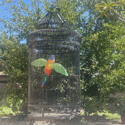 6 Foot Parrot Cage