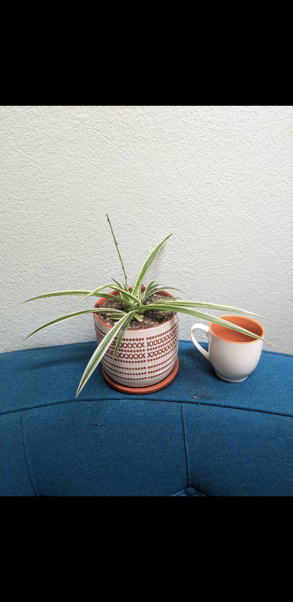 Spider plant in Ceramic Pot