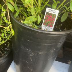 Two Autumn Sage Bundle