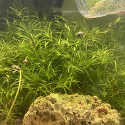 Guppy Grass