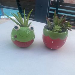 Decorative Succulents