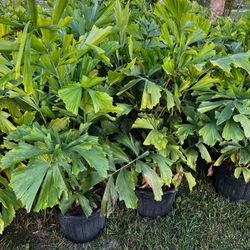 Fishtail Palms