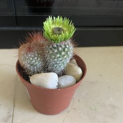 Cactus With Beautiful Flower 