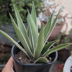 Caribbean Agave