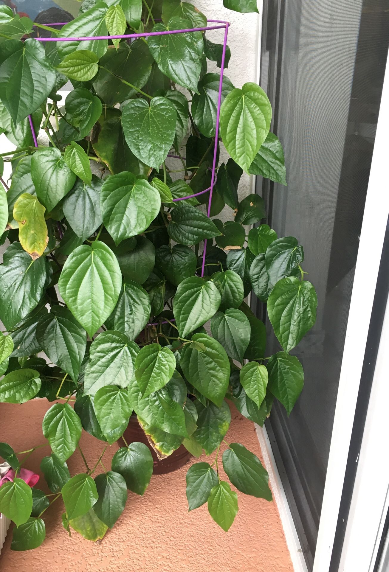 betel leaves plant/Paan