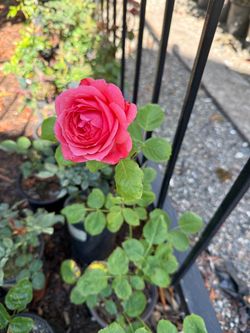 Raspberry color rose bush in pot fragrant very pretty