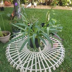 Potted White Easter Lily Plant