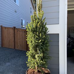 Pine Tree For Sale