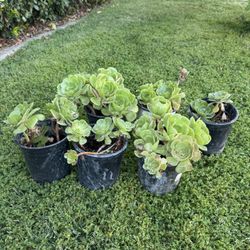 Succulent Plants 