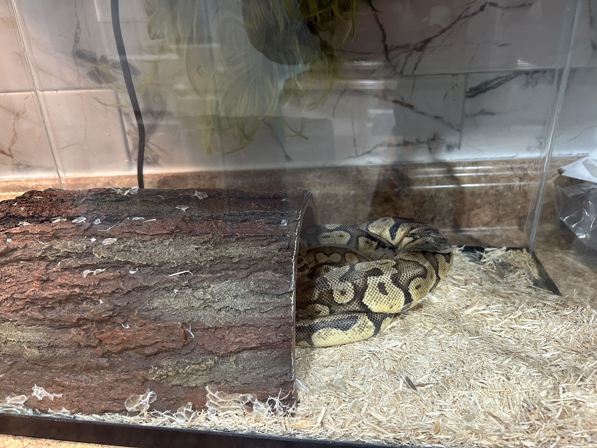 Python Snake