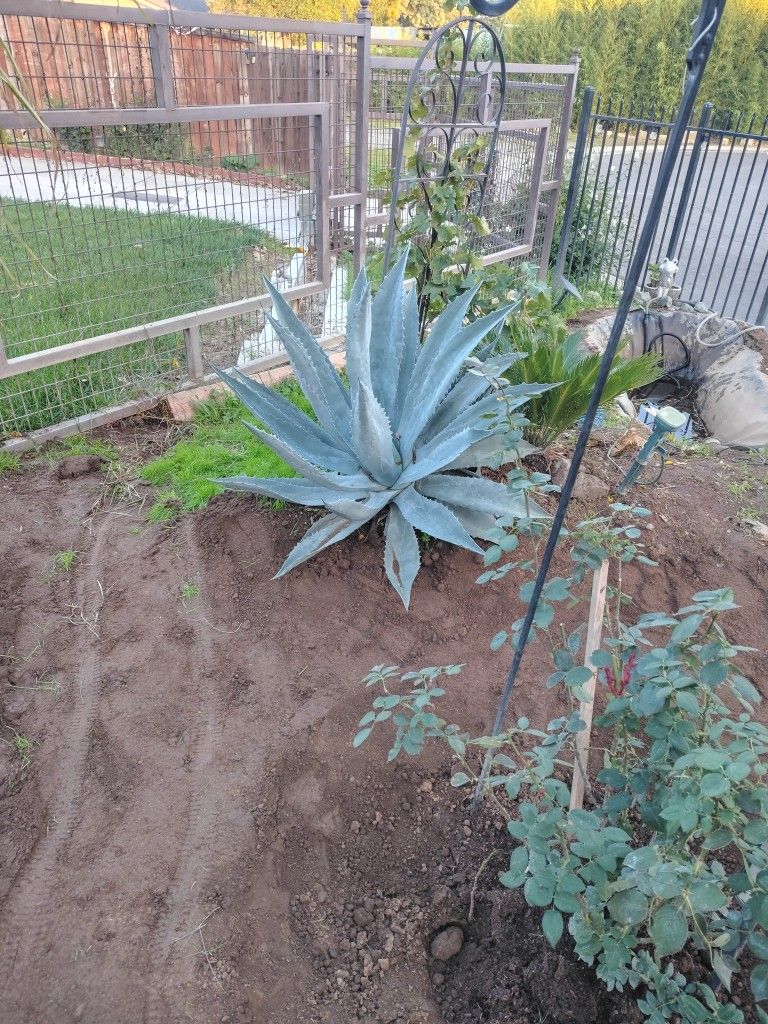 Blue Agave
