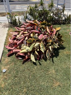 Free Ficus elastica "Ruby" Variegated Rubber Cuttings