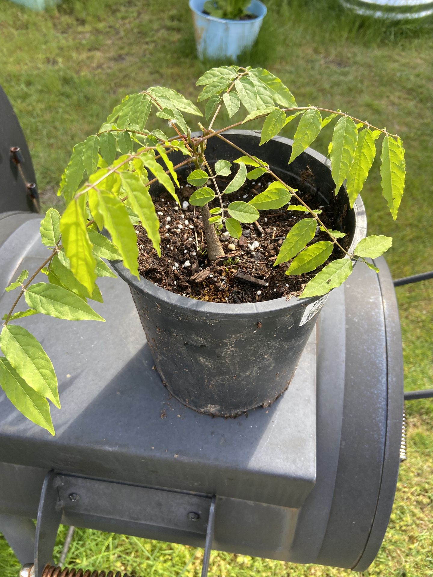 Wisteria Vine Plant