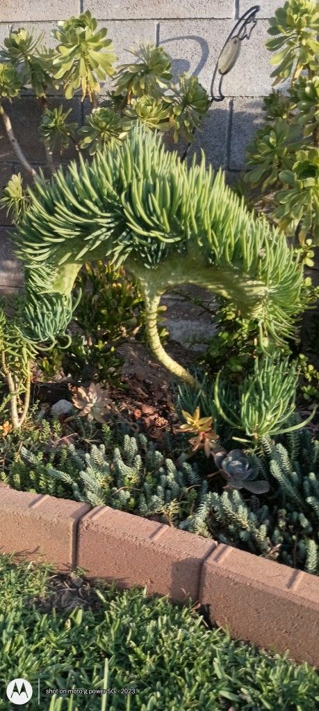 Mermaid Tails Succulents