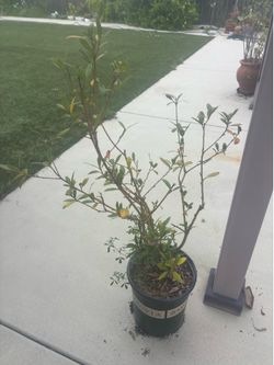 Bayleaf and Pakistani mulberry tree