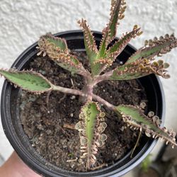 6 inch Pot Succulent Plant - Mother Of thousands - Kalanchoe Daigremontiana - Drought Resistant - 🪴