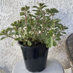 1.5 Gallon Pot Succulent Plant- Plectranthus Neochilus - Mike's Fuzzy Wuzzy - Blue Lobster Flower- Live Succulent - Rooted & Established - Drought Res