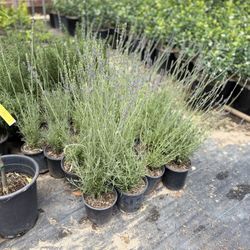 Lavender 1 Gal English 